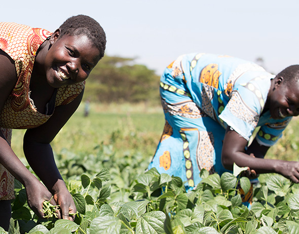 people gathering vegetables in a field
