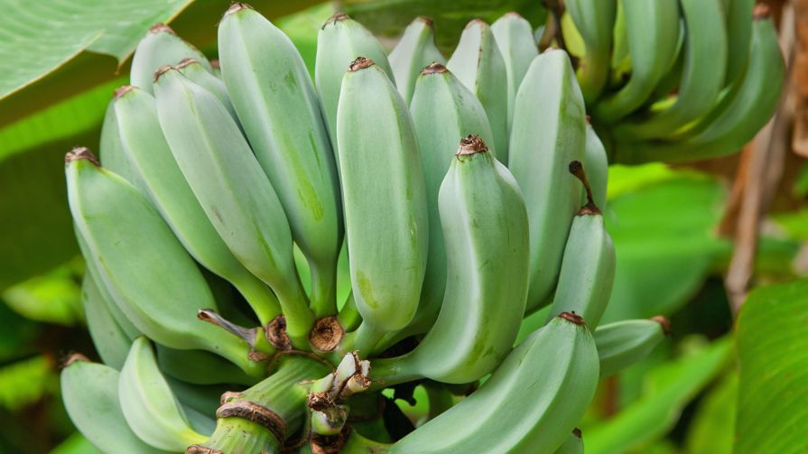 A bunch of Blue Java bananas growing