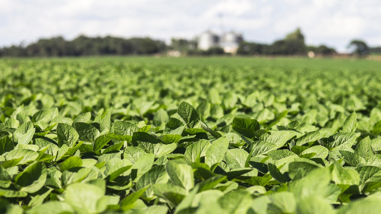A field of soybean plants