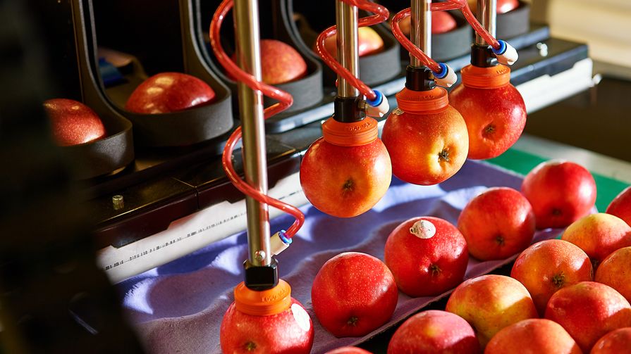 A robot paking apples into a carton