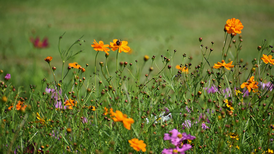 Wild flowers growing in a field