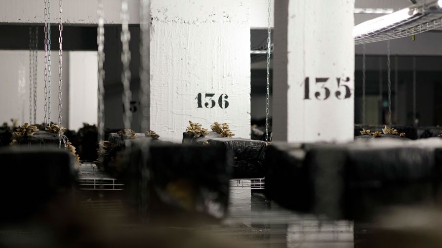 A car park being used to grow plants