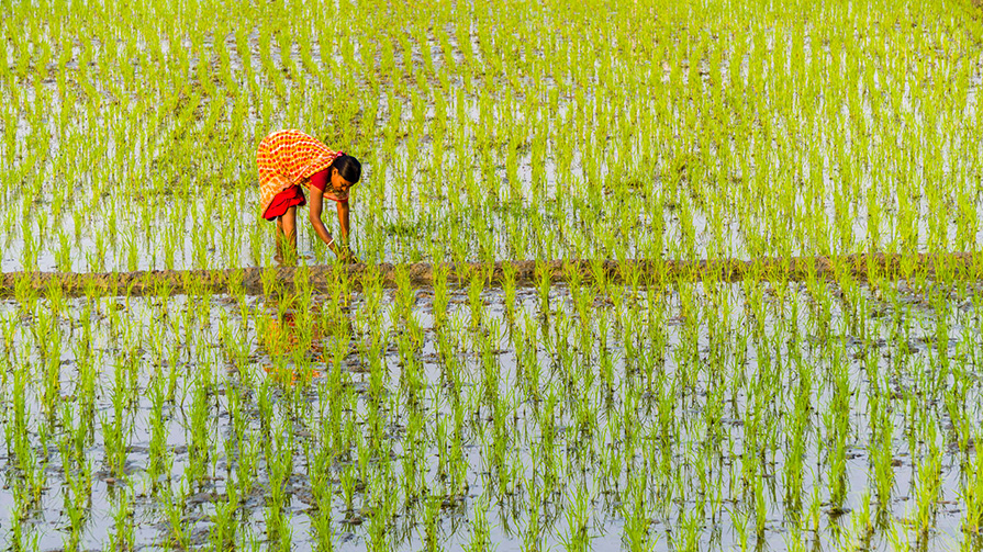 A women tends to her rice crop (Credit: Getty Images)
