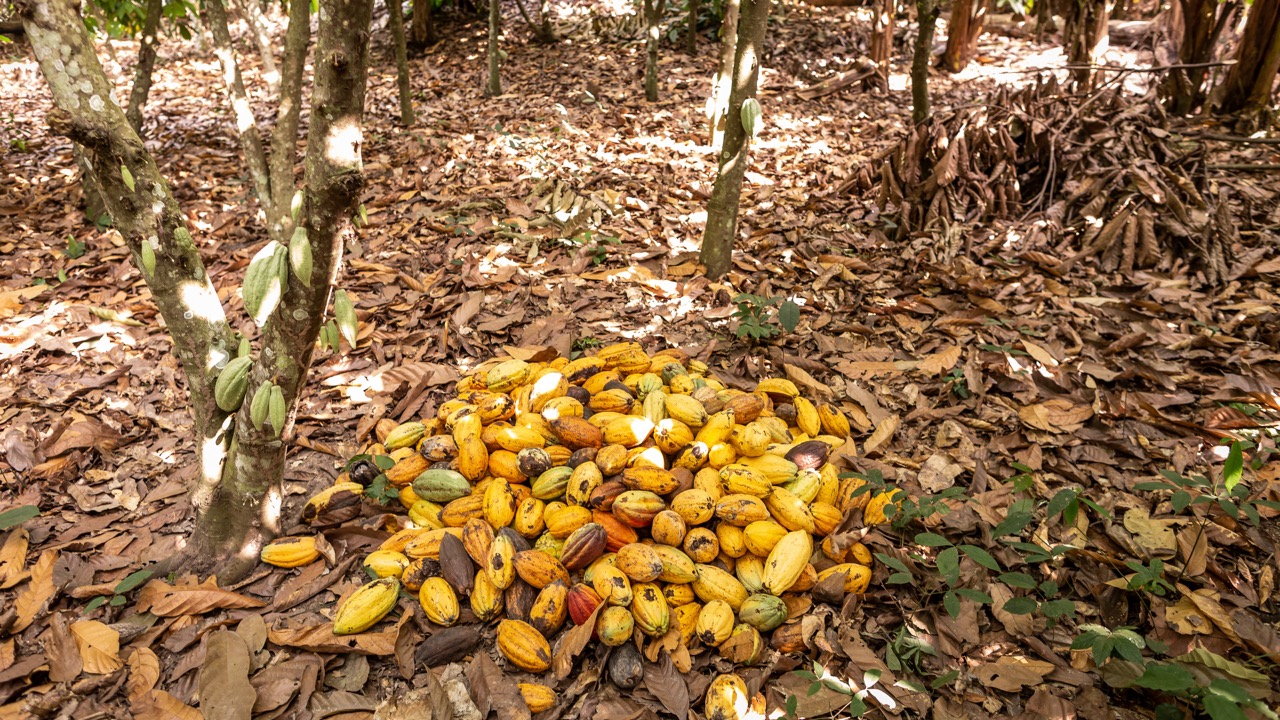 A pile of cacao pods on the floor of a forrest