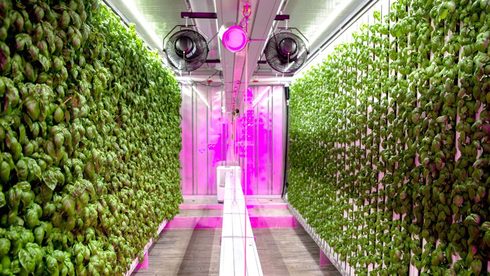 A basil farm growing inside a shipping container