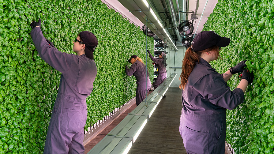 Young farmers tend to basil in a shipping container (Credit: Square Roots)