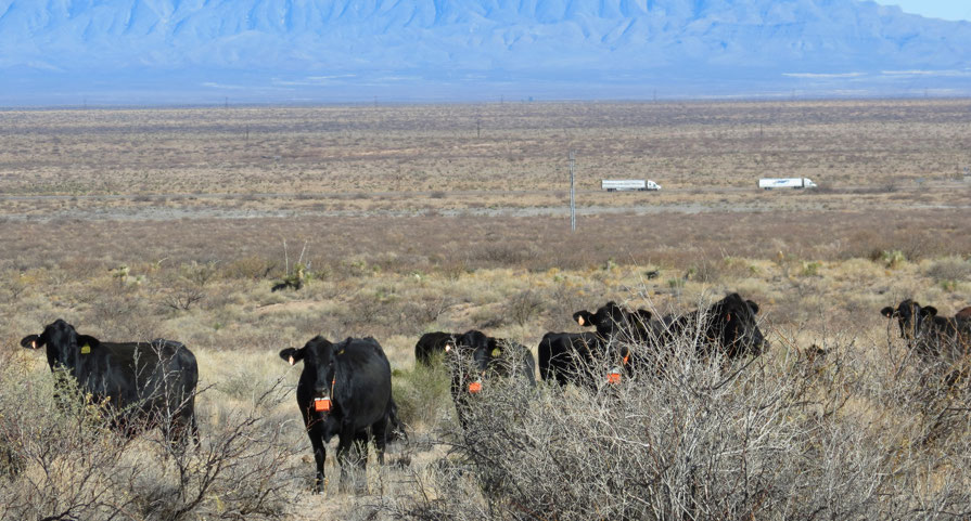 Cattle stand in a vast area of wilderness (Credit: Hoagg/Jackson/Sama/Yang