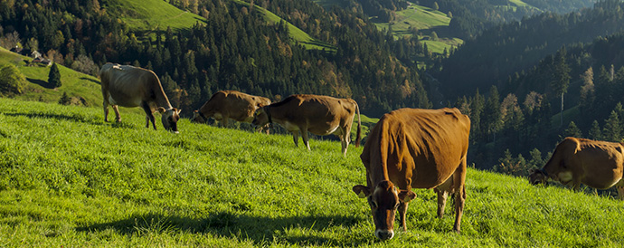 How a 'transfarmation' can help the climate