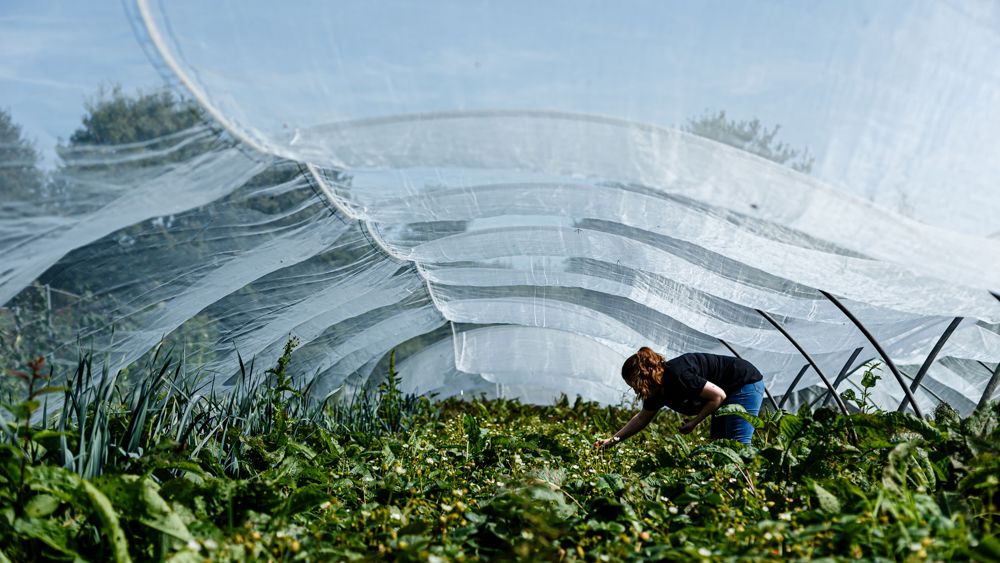A polytunnel filled with crops