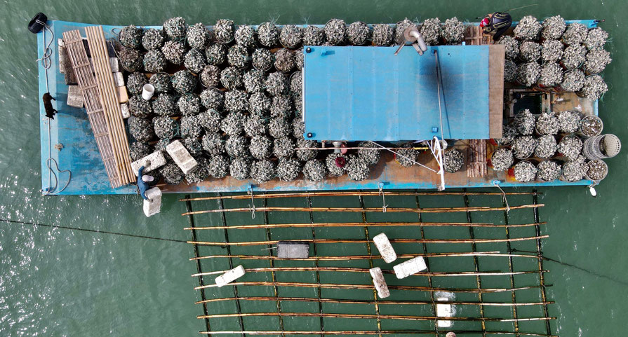 A boat holds post of mussels in Taiwan (Credit: Getty Images)