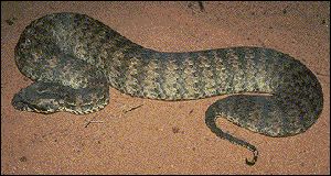 Death adder, Women's and Children's Hospital Adelaide