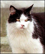 Humphrey, the Downing Street cat