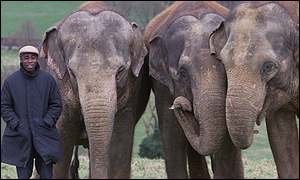 Chris Ofili with elephants 
