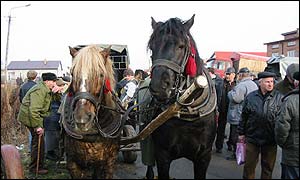 Horses at Poland's biggest horse market