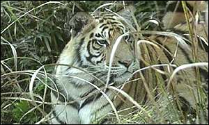 Tiger in forest