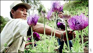 Opium poppy field Thailand