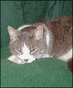 Frank the cat, Cat Hospital