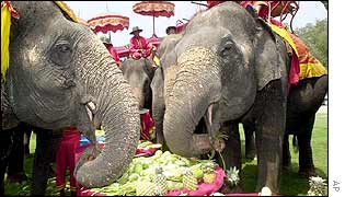 Thai elephants eat tropical fruits during the feast to mark the Elephant Day 