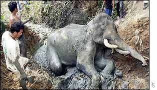 The elephant lies in a muddy pond 