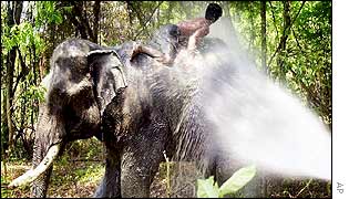 Elephant keeper Kong Sapmak, 36, rides on the elephant's back as it is hosed down.