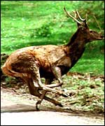 Stag on run from a hunt