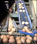 Eggs in battery farm