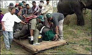 Drugged rhino being loaded for transfer