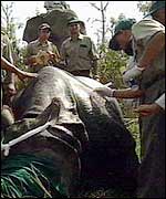 Rhino being drugged for transfer