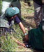 Rhino being drugged for transfer