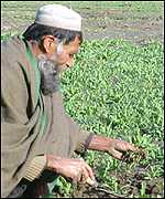 Afghan poppy farmer