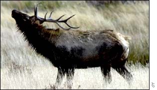 Elk