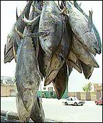 Tuna fish caught off the coast of Senegal