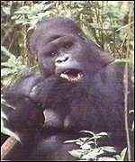 Gorilla in DR Congo