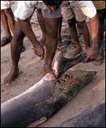 Man cutting of shark's fin