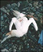 Gannet