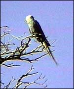Macaw in tree BBC
