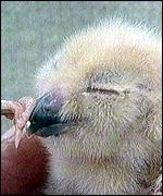 Peregrine falcon chicks 