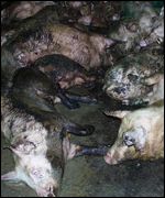 Pigs on Burnside Farm, Northumberland