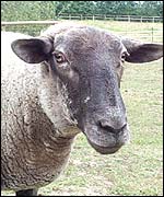 Sheep