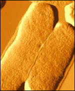 Cells, Institute of Food Research