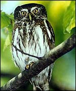 The smallest European Owl - Pygmy Owl. �Fero Bednar