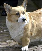 A Royal corgi