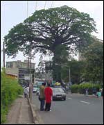 Cotton tree in Freetown