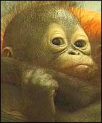 Infant orang-utan TVE