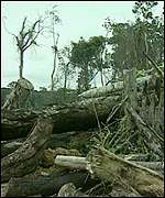 Amazon rainforest destruction