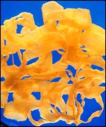 Tapeworm, US Agricultural Research Service