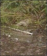 A syringe dumped in Rhyl