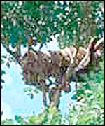 Ethiopia's new bee hive