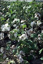 Cotton, USDA
