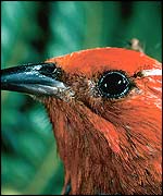 Hawaiian forest birds (Science/CDC/Photo by Jack Jeffrey)